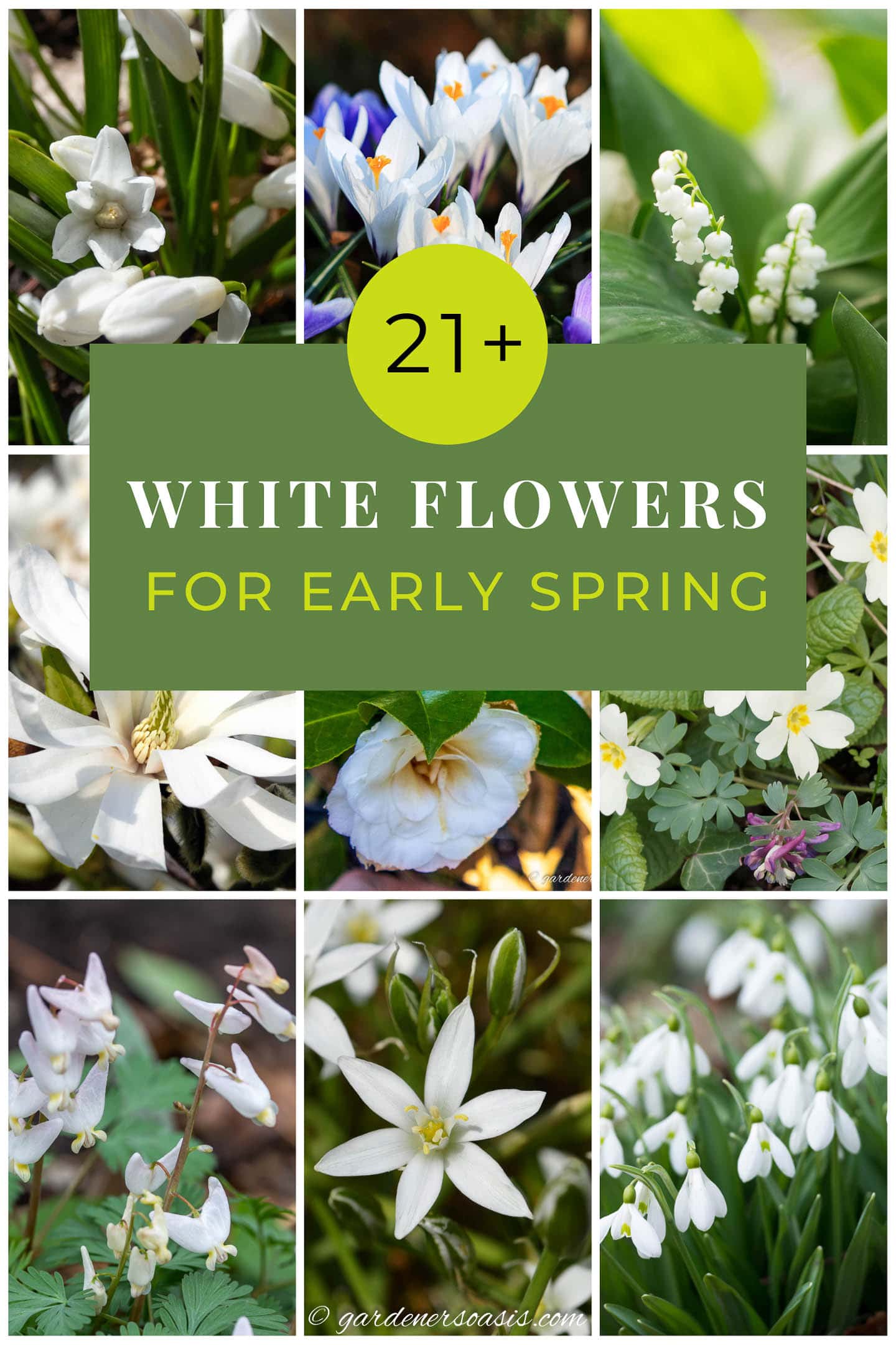 21+ early spring white flowers