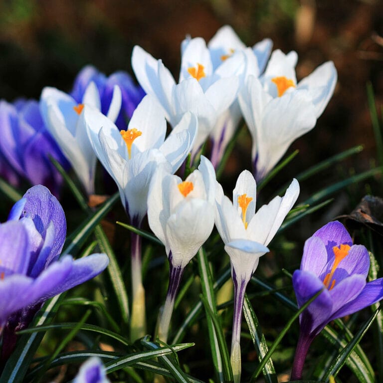 Spring White Color 21+ Early Spring White Flowers