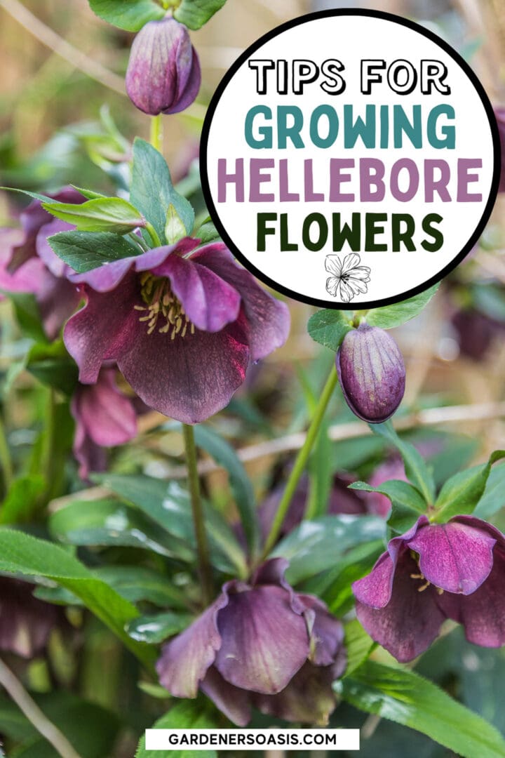 Lenten Rose Care And Planting Guide (How to Grow Hellebores)