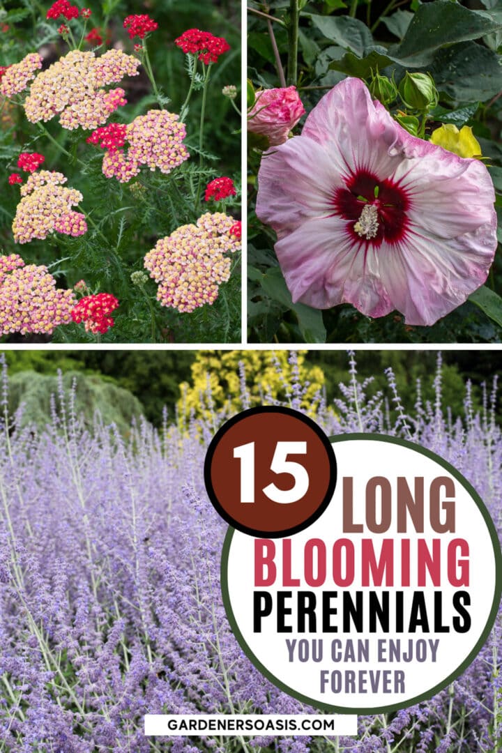 15 Long Blooming Perennials That Will Flower All Summer Long