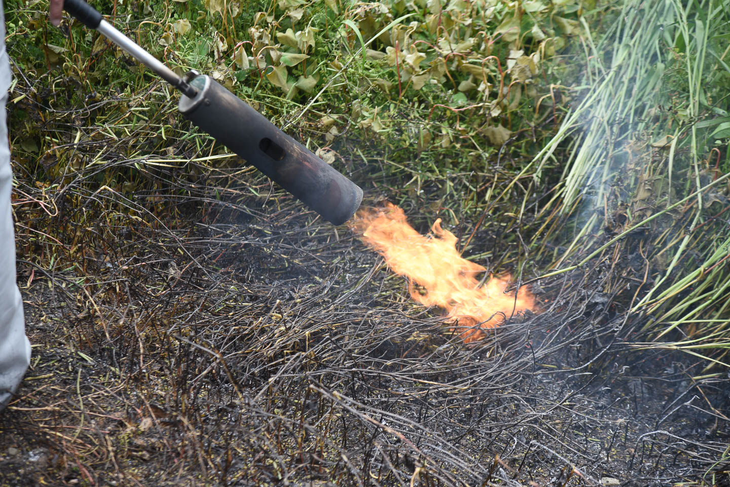 A flame thrower weed killer