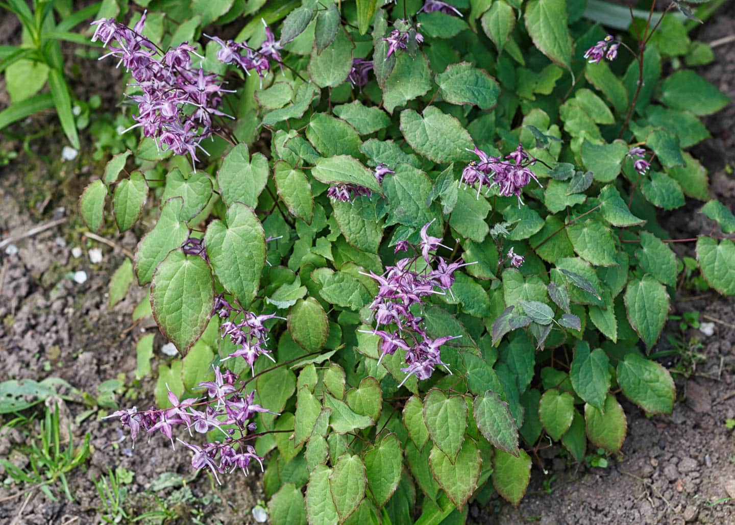 Barrenwort with purple flowers