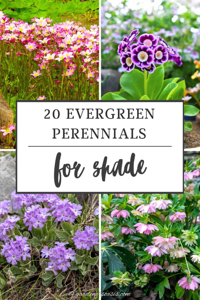 Perennials For Shade Areas | Perennials For Shade Plants – NMOA