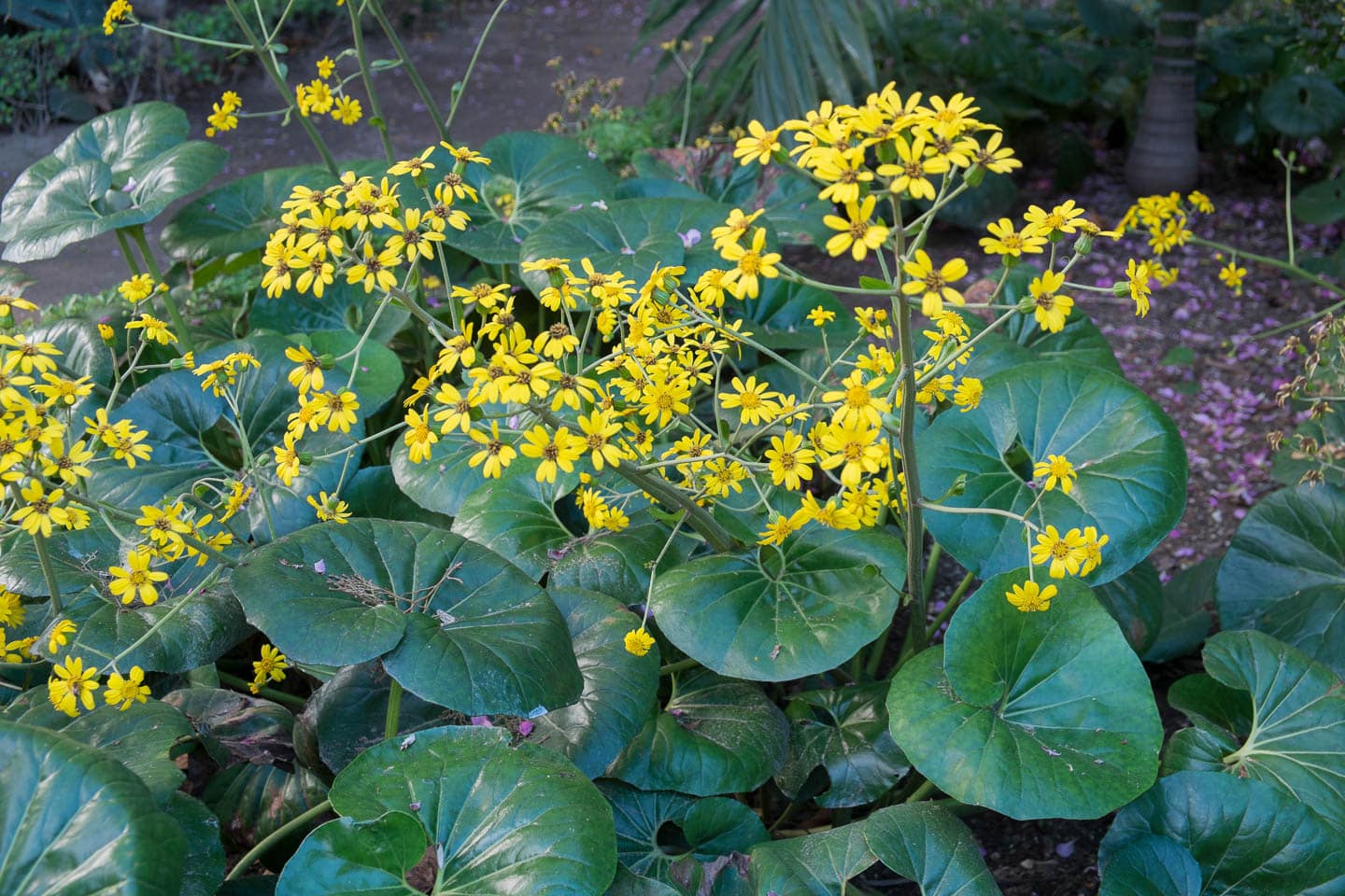 Farfugium Japonicum with large evergreen leaves and yellow flowers