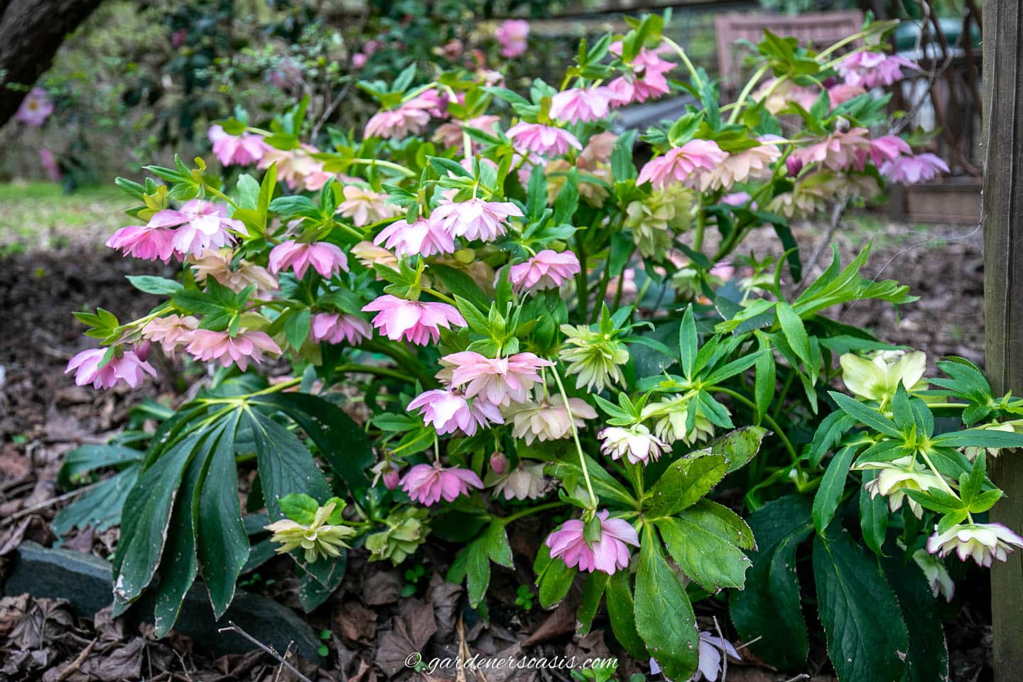 pink and white Hellebores