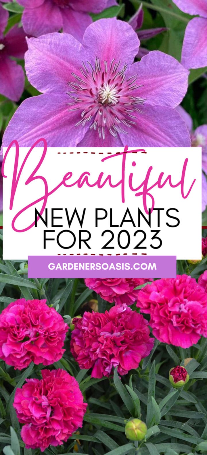 New Plants For 2023 (18 Of The Best New Perennials and Shrubs)