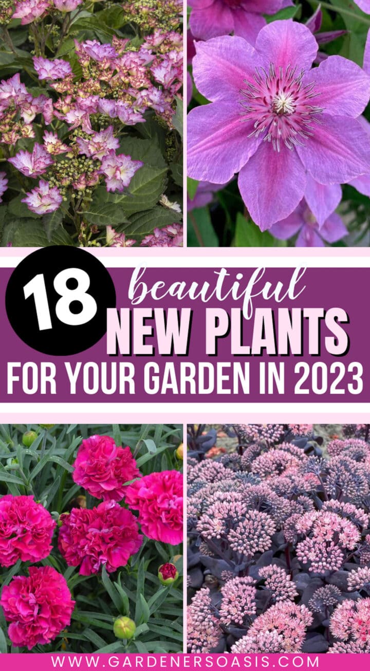 New Plants For 2023 (18 Of The Best New Perennials and Shrubs)