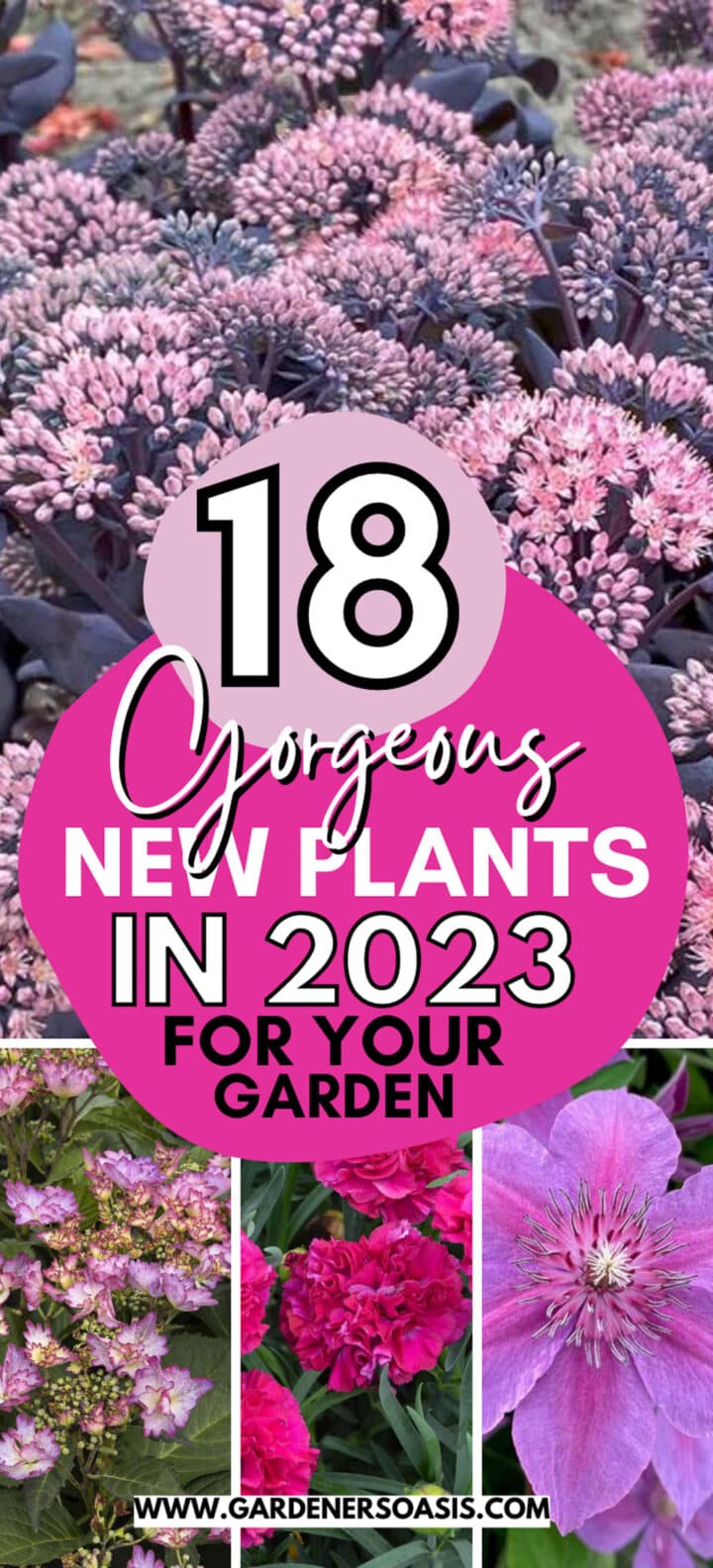 New Plants For 2023 (18 Of The Best New Perennials and Shrubs)