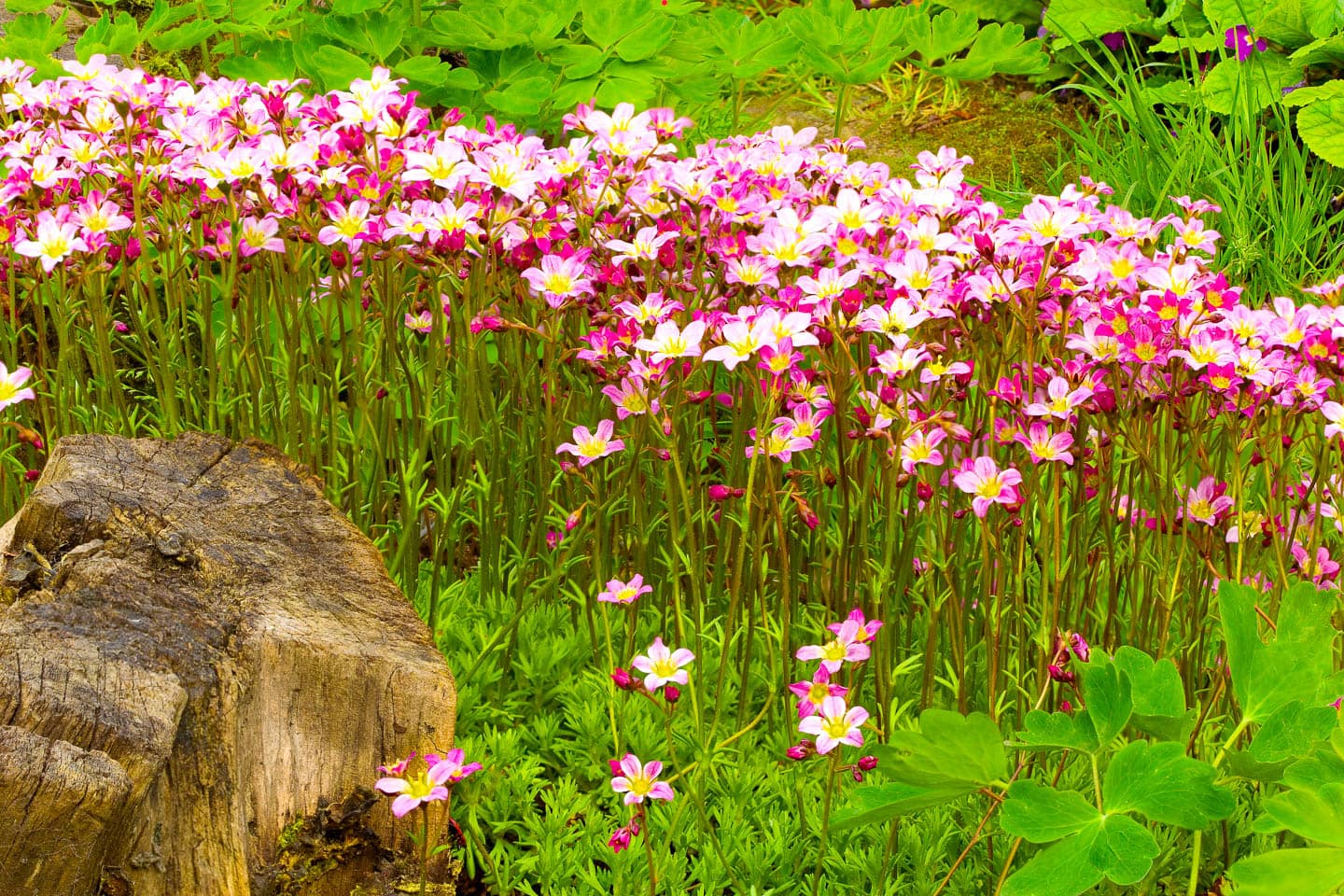 Saxifraga paniculata with pink and white flowers