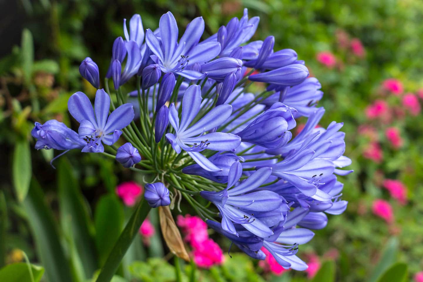 Blue agapanthus flower