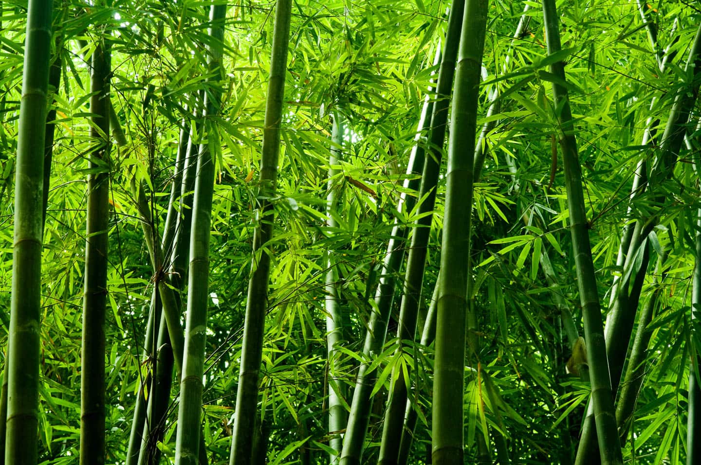 Bamboo growing in a tropical forest