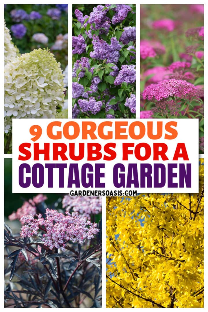 Best Shrubs For A Cottage Garden