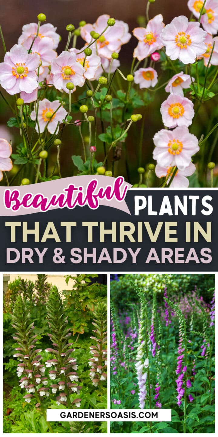 Dry Shade Plants (15 of the Best Perennials and Shrubs For Dry Shade Gardens)