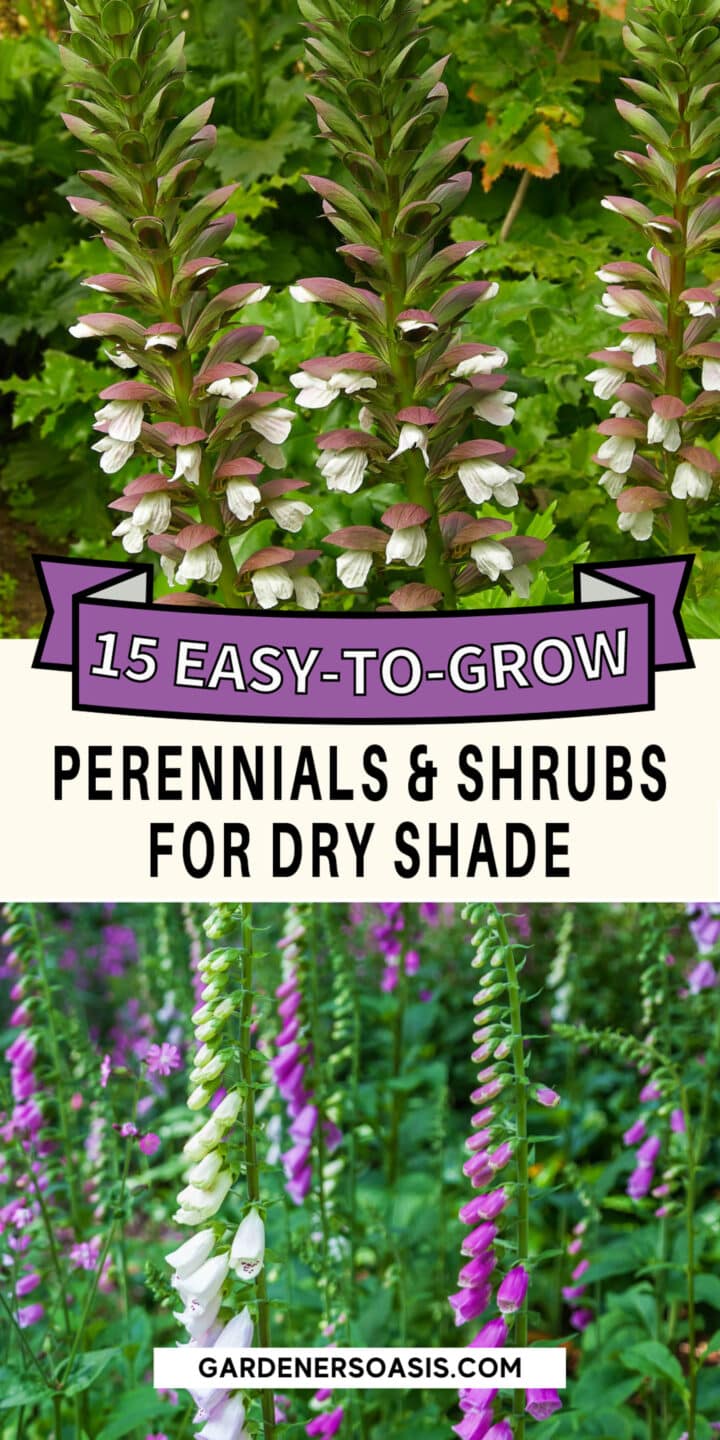 Dry Shade Plants (15 of the Best Perennials and Shrubs For Dry Shade Gardens)