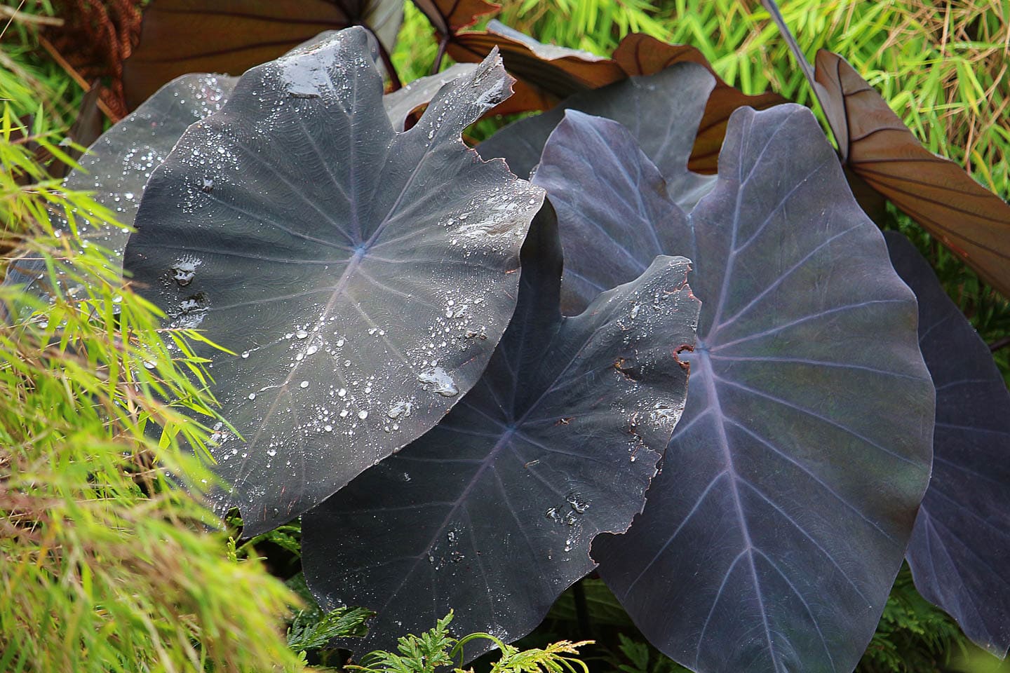 Elephant ears with large black leaves