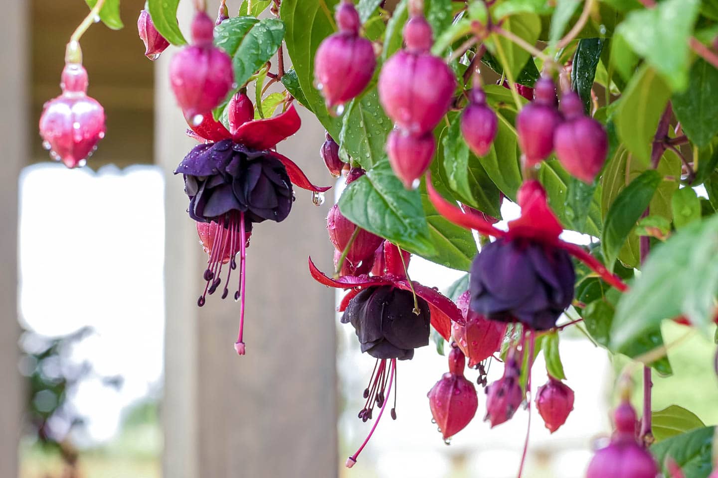 Close up of pink and purple Fuchsia flowers