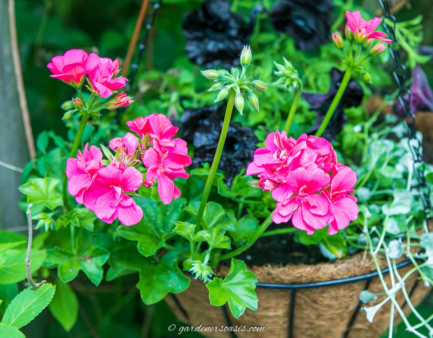 Trailing geraniums in a hanging basket