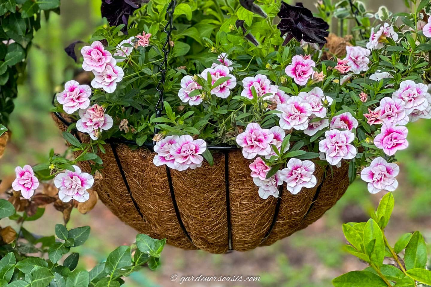 Pink and white Calibrachoa in a hanging basket