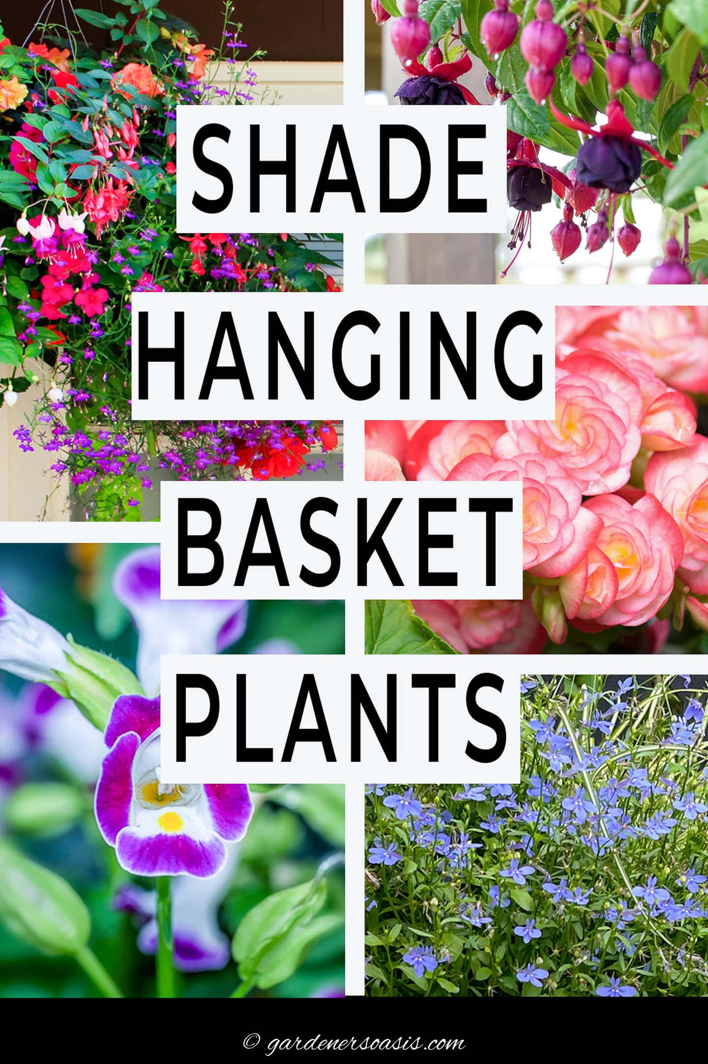 shade hanging basket plants