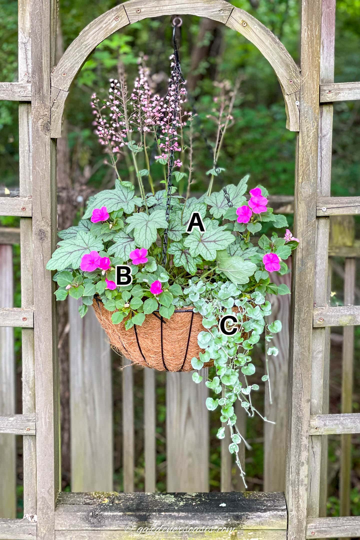Hanging basket for shade with Heuchera, Impatiens and Dichondra