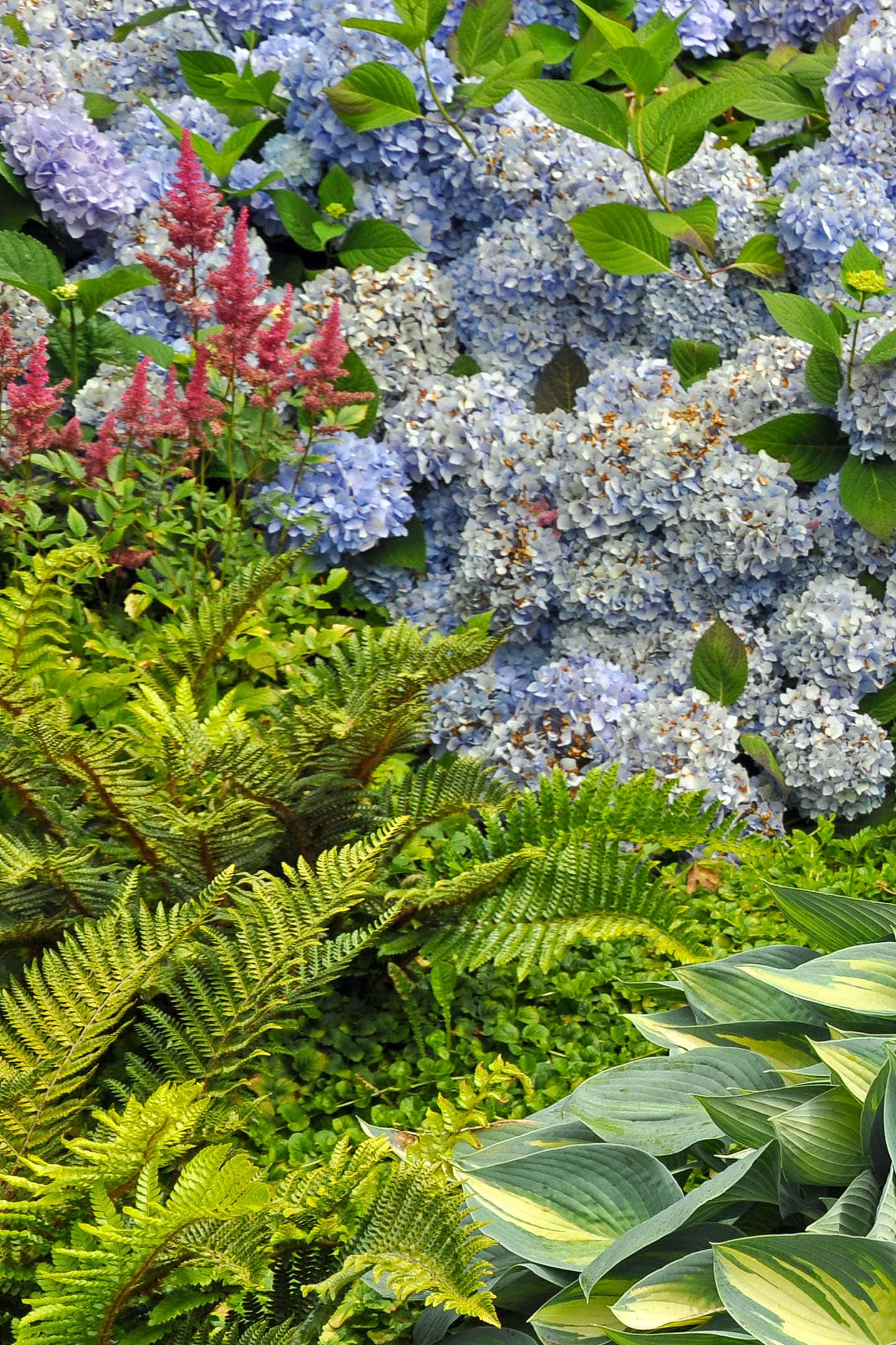 Large blue Hydrangeas planted with ferns and pink Astilbe