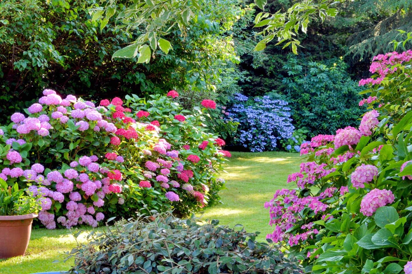 A garden planted with many different colors and kinds of Hydrangea