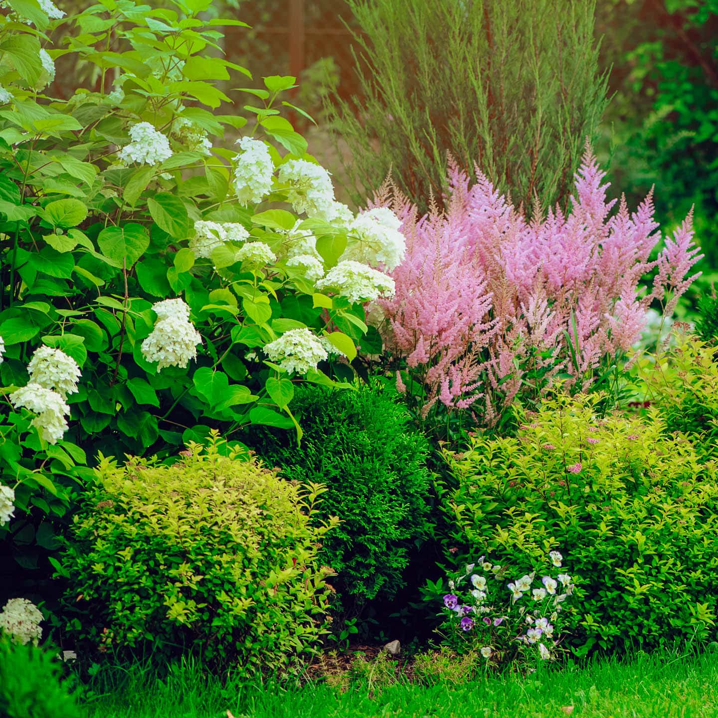 Panicle Hydrangea planted with pink Astilbe and Spiraea