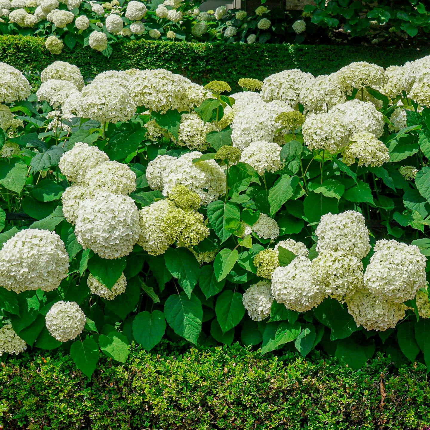 Annabelle Hydrangea planted behind a low boxwood hedge