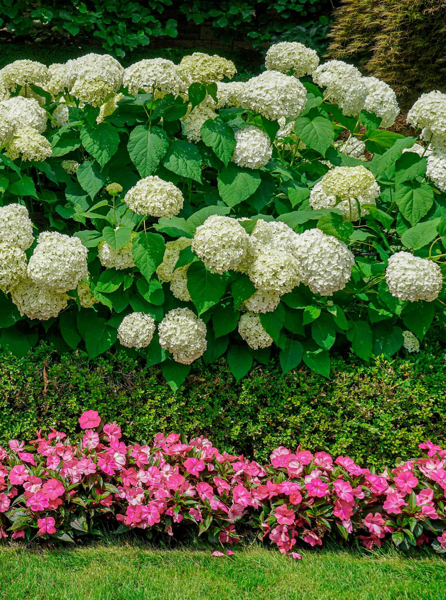 Annabelle Hydrangea planted with boxwood and sun impatiens