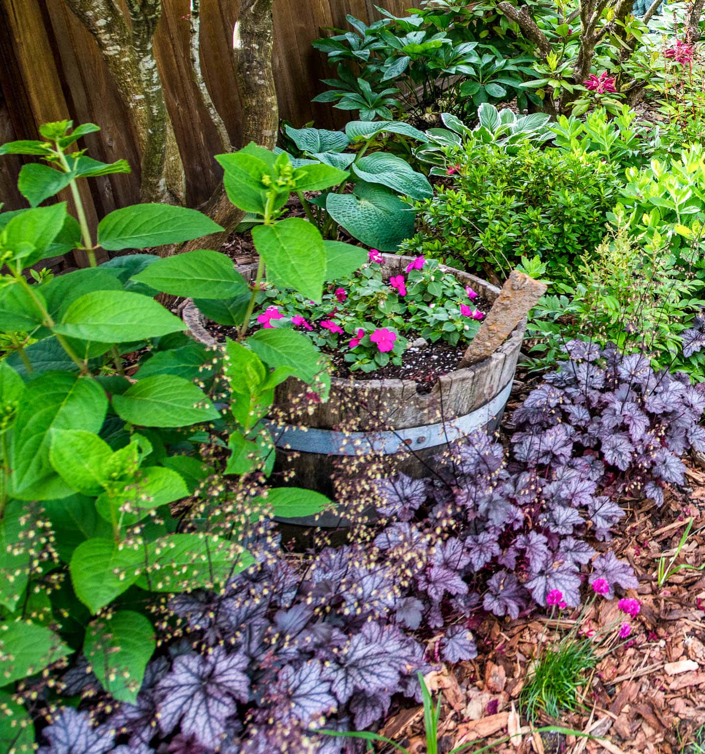 Heuchera with purple leaves planted in front of a Hydrangea and a barrel with Impatiens