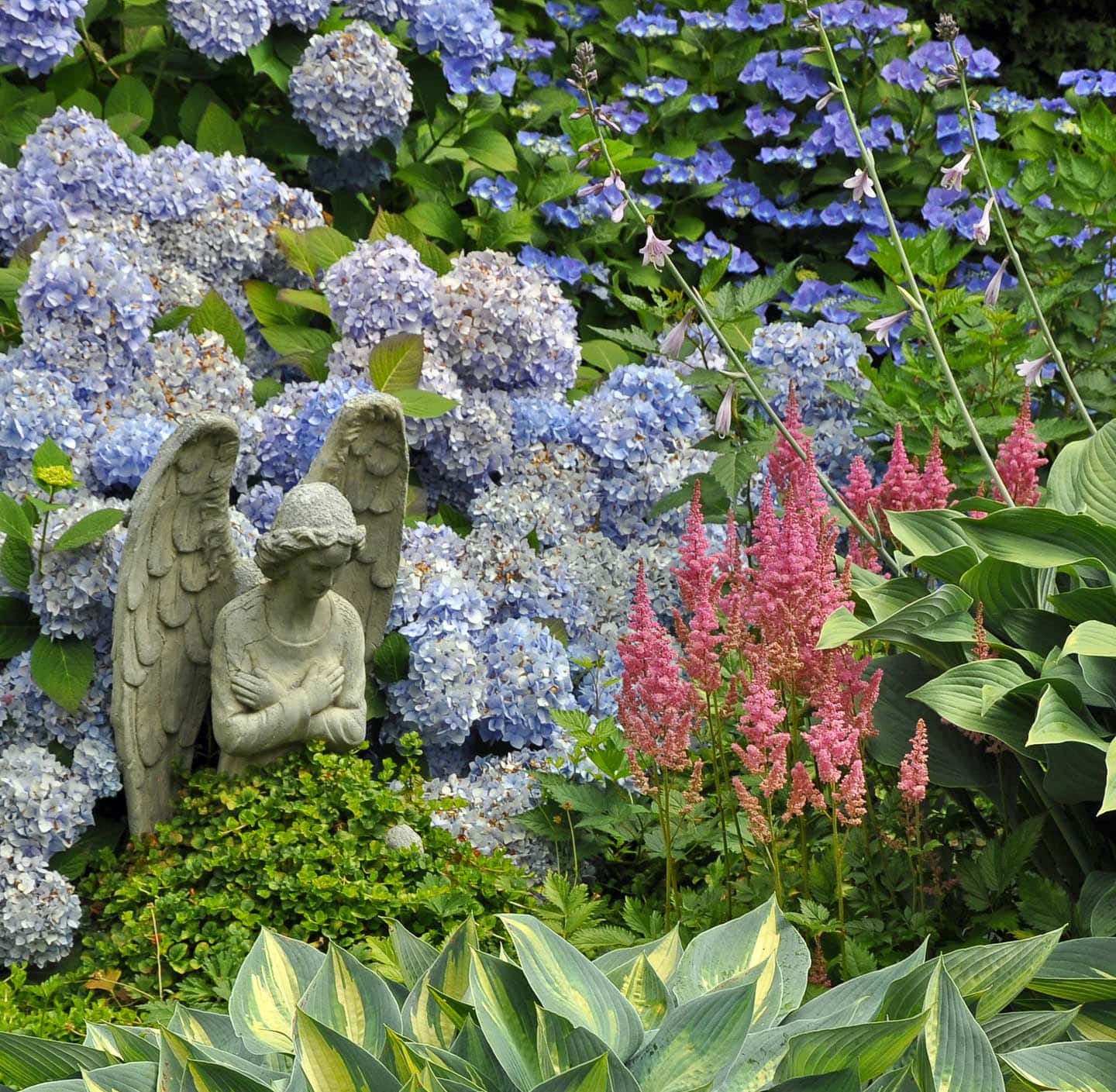 Blue Hydrangeas planted with pink Astilbe and Hostas