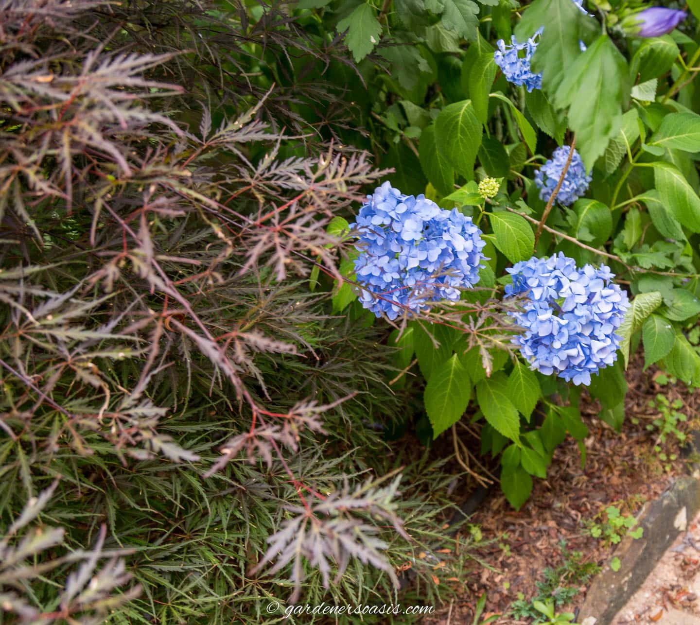 Blue Hydrangea macrophylla planted with a Japanese maple