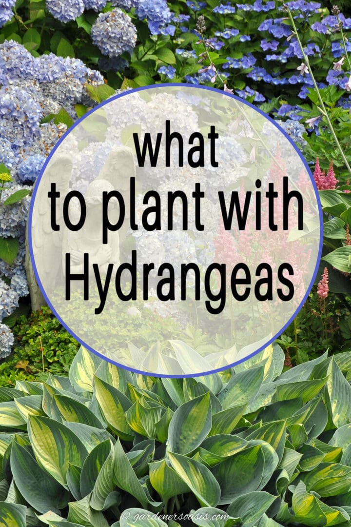 what to plant with Hydrangeas