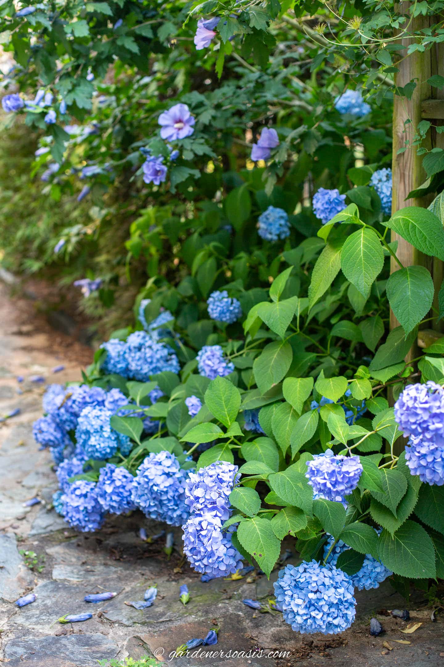 Blue Hydrangea macrophylla planted under a blue Rose of Sharon