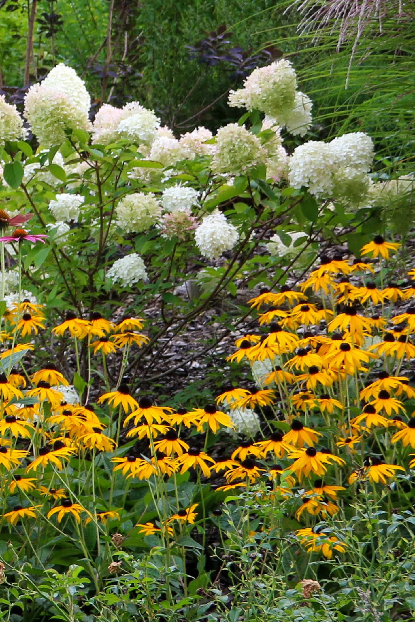Black-eyed Susan growing in front of a white Panicle Hydrangea