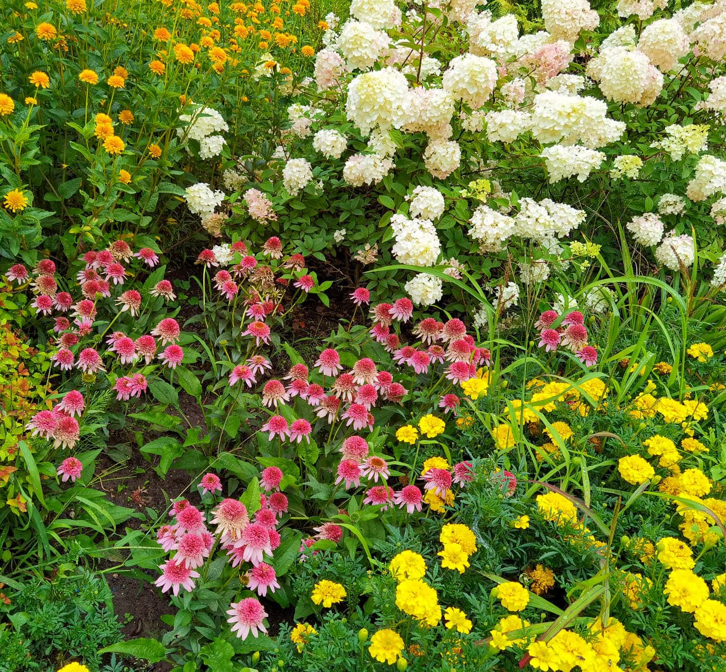 White Panicle Hydrangea with pink and yellow Echinacea growing in front of it
