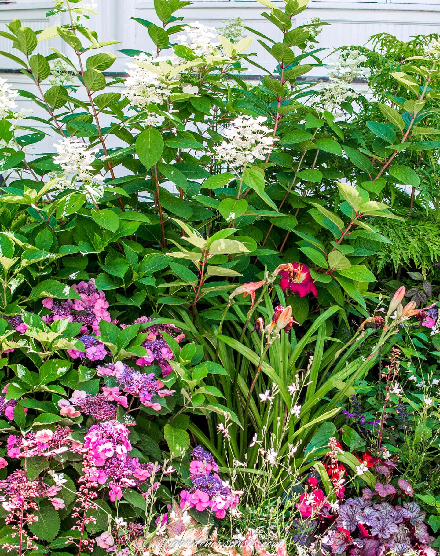 Tuff Stuff Hydrangea and Panicle Hydrangea planted with daylilies and coral bells