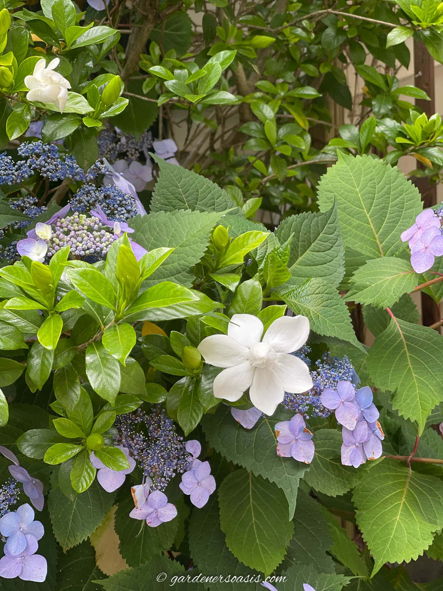 Twist and Shout Hydrangea planted with Gardenia