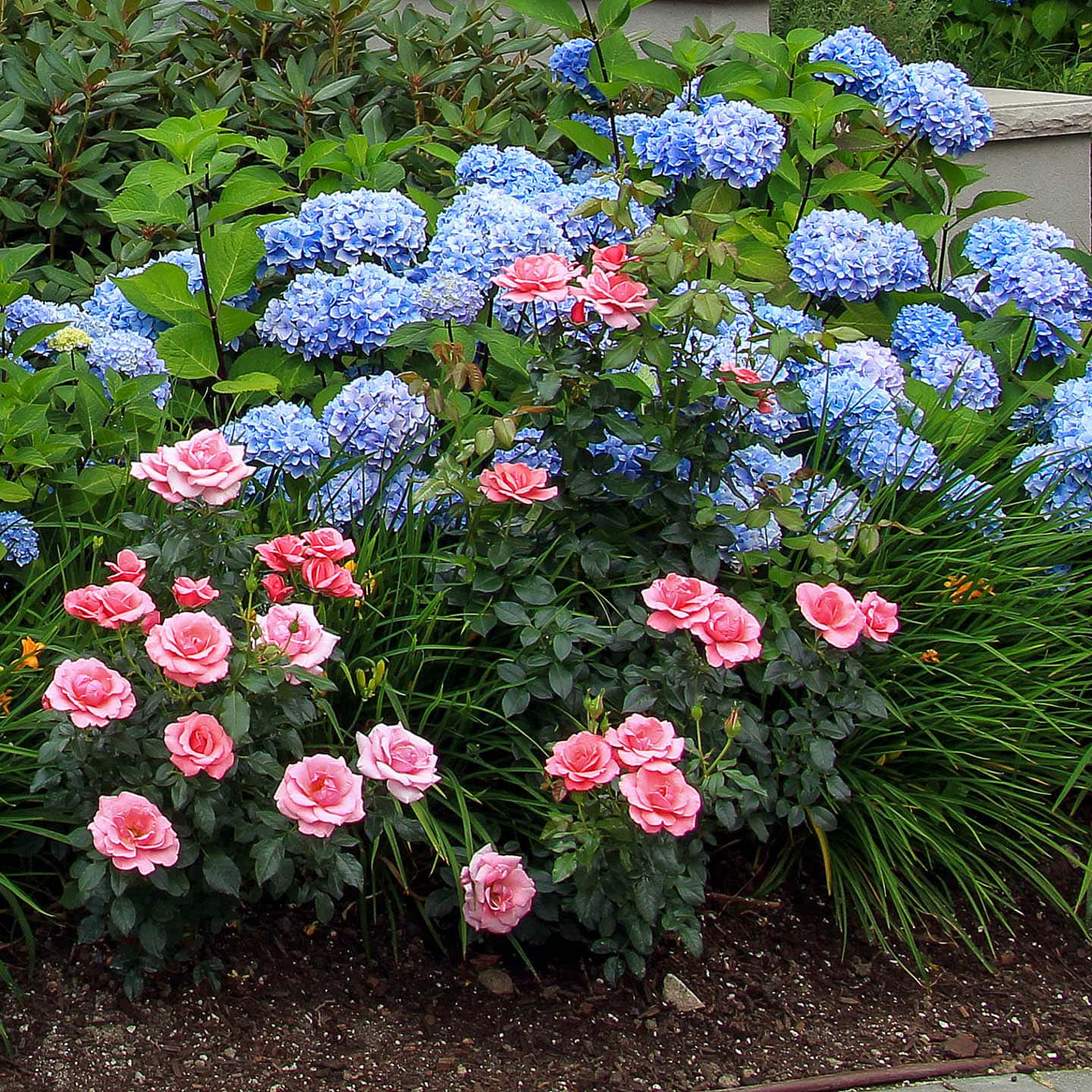 Blue Hydrangea planted with pink roses and daylilies
