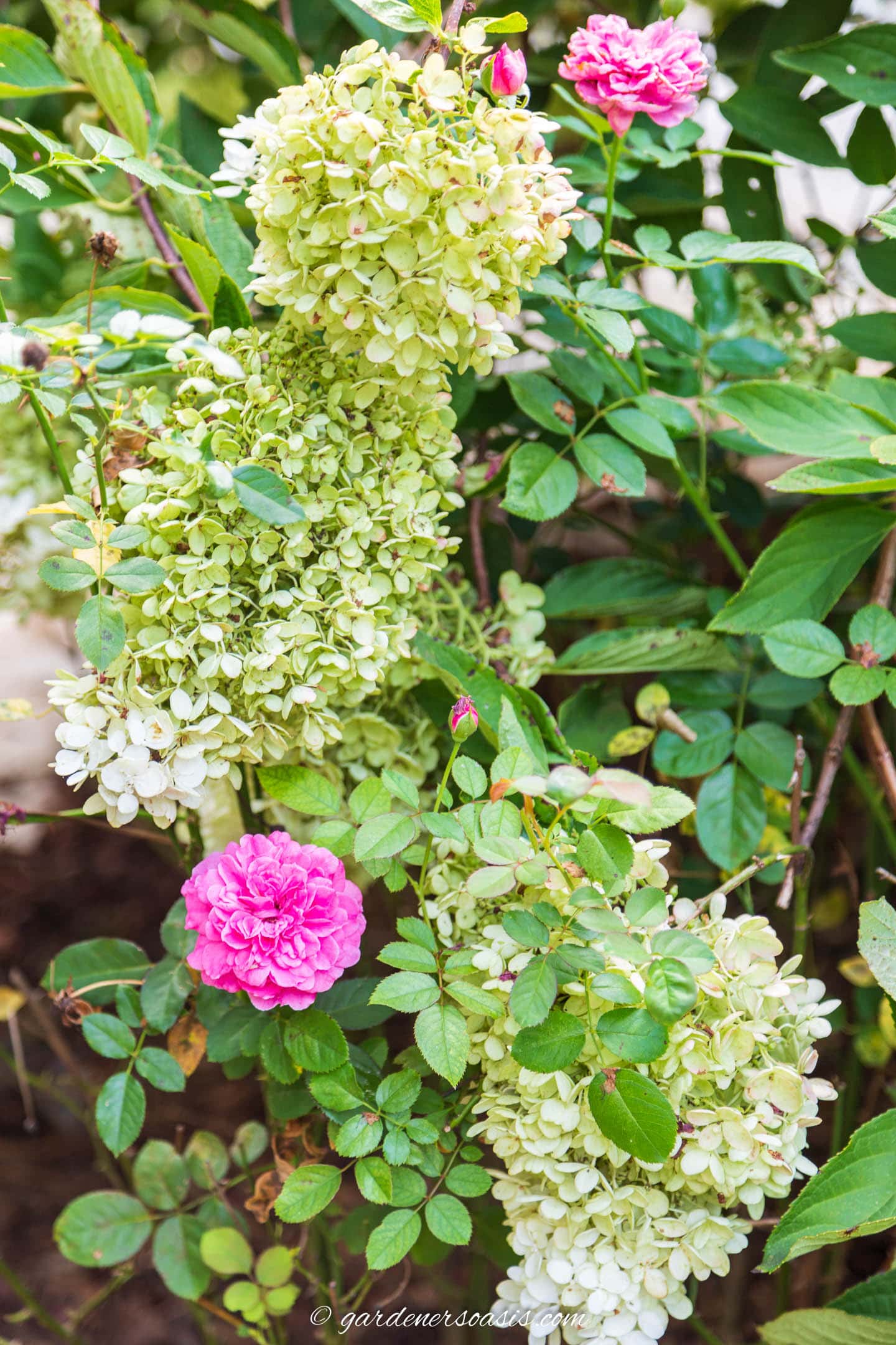 White panicle Hydrangea planted with pink roses