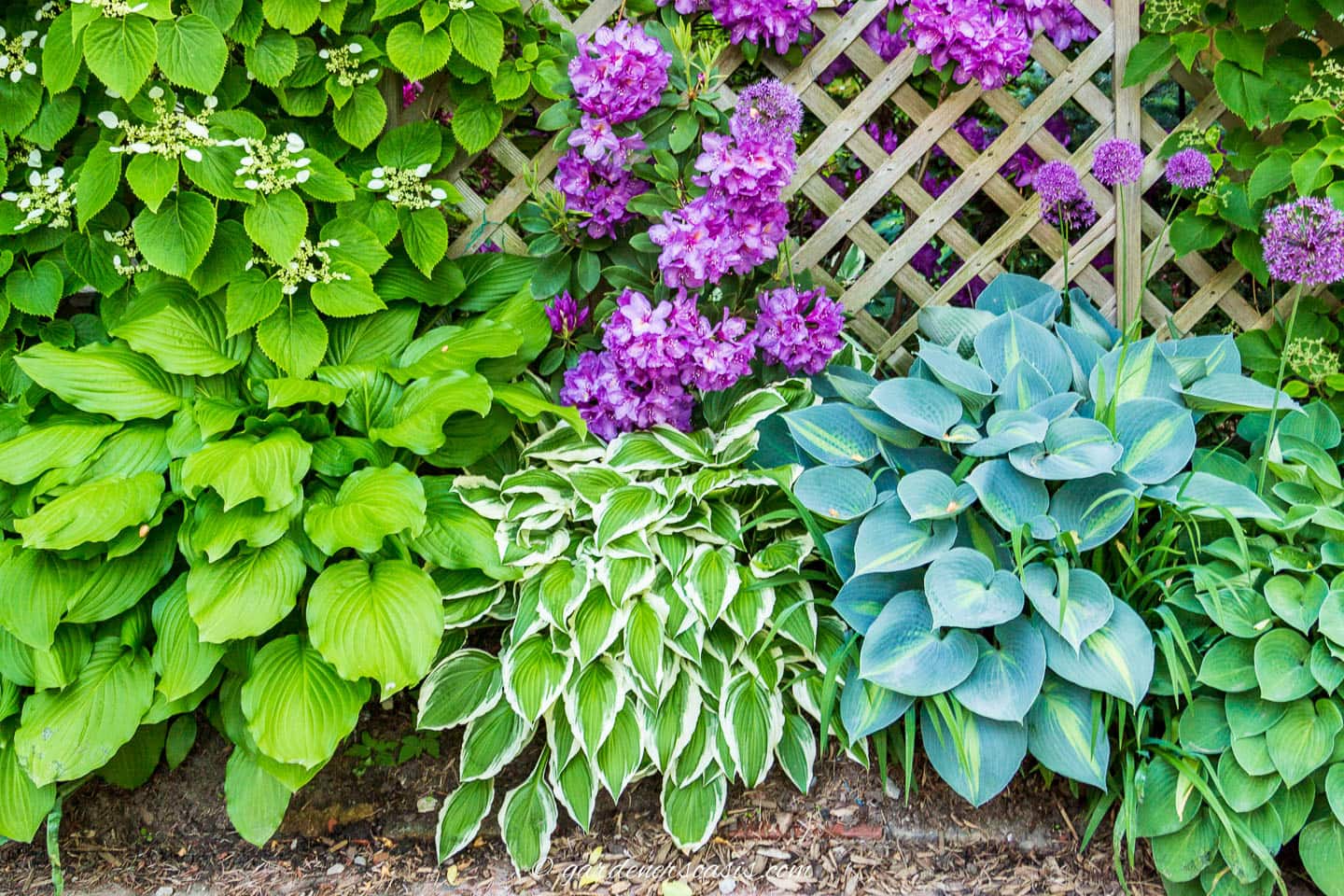 Hostas grouped together to create a lush ground cover