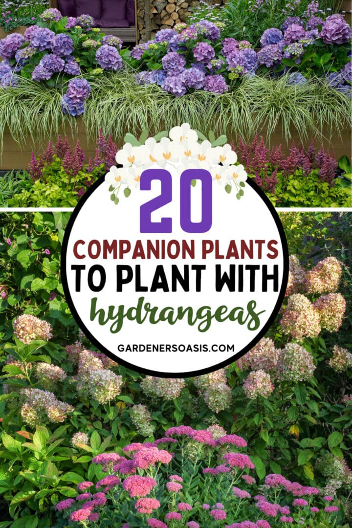 Hydrangea Companion Plants