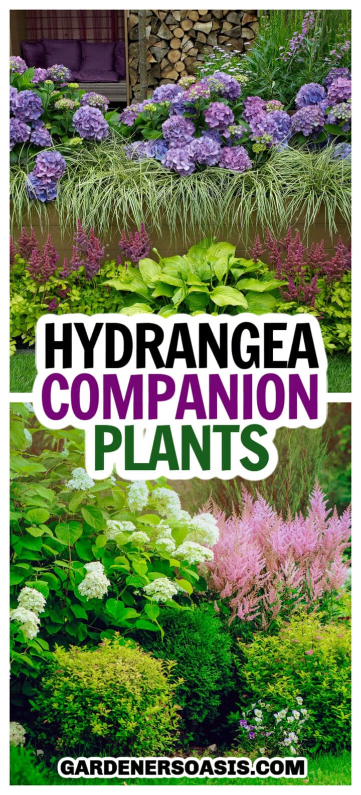 Hydrangea Companion Plants