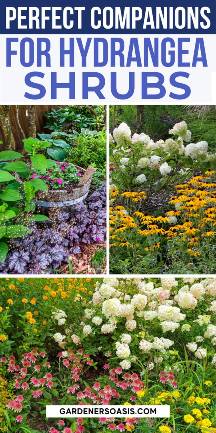 Hydrangea Companion Plants