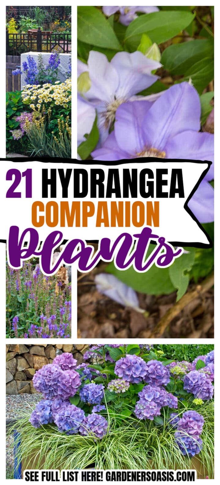 Hydrangea Companion Plants