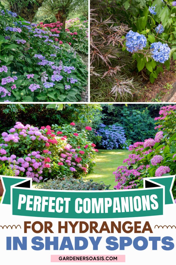 Hydrangea Companion Plants