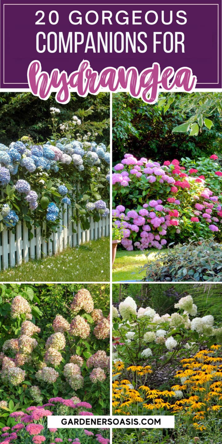Hydrangea Companion Plants