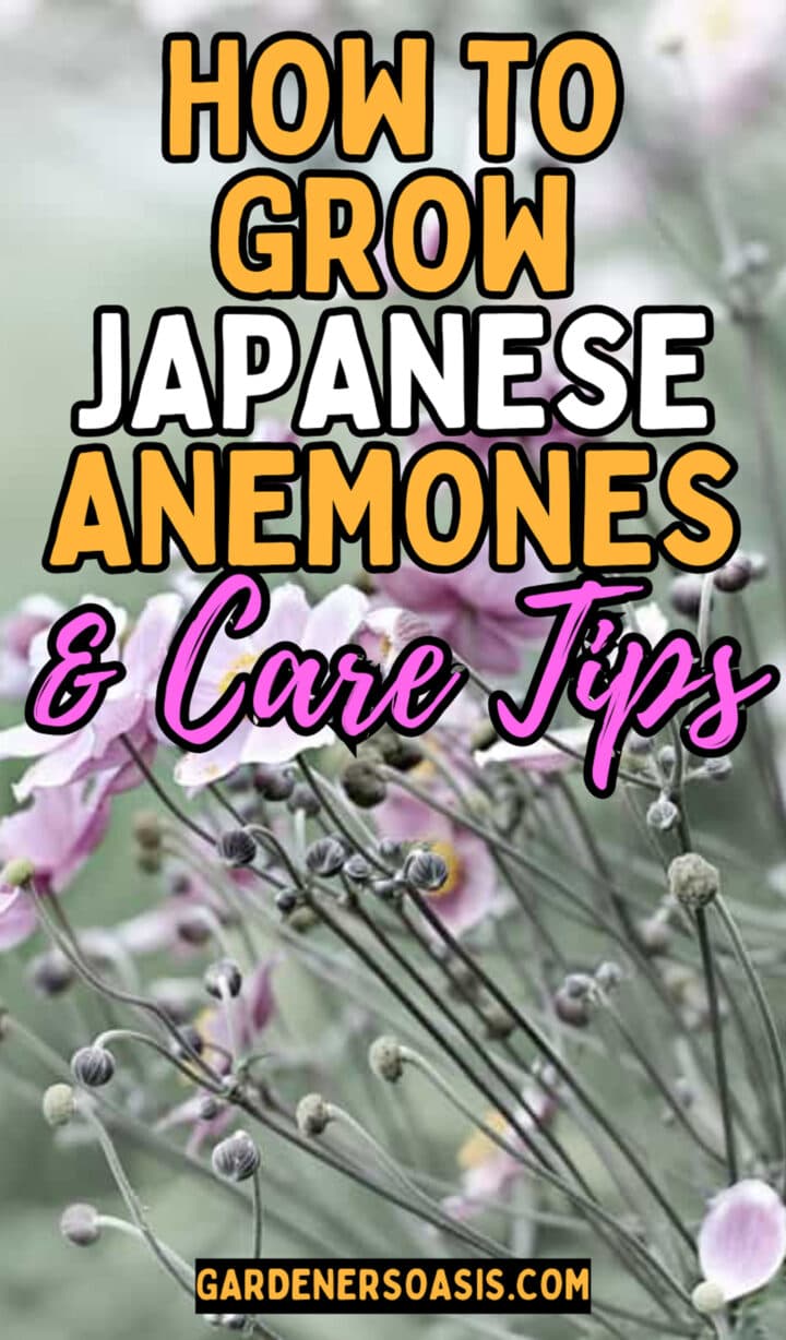 Japanese Anemones: How to Grow and Care For These Fall-blooming Flowers