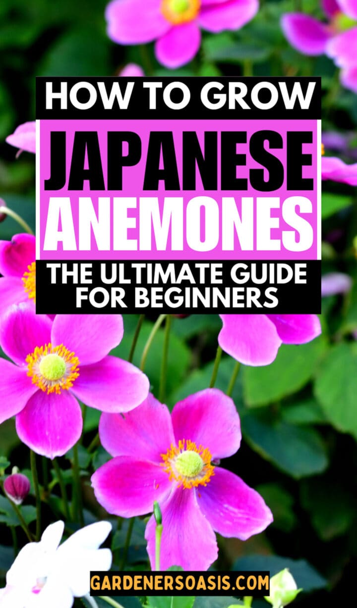 Japanese Anemones: How to Grow and Care For These Fall-blooming Flowers