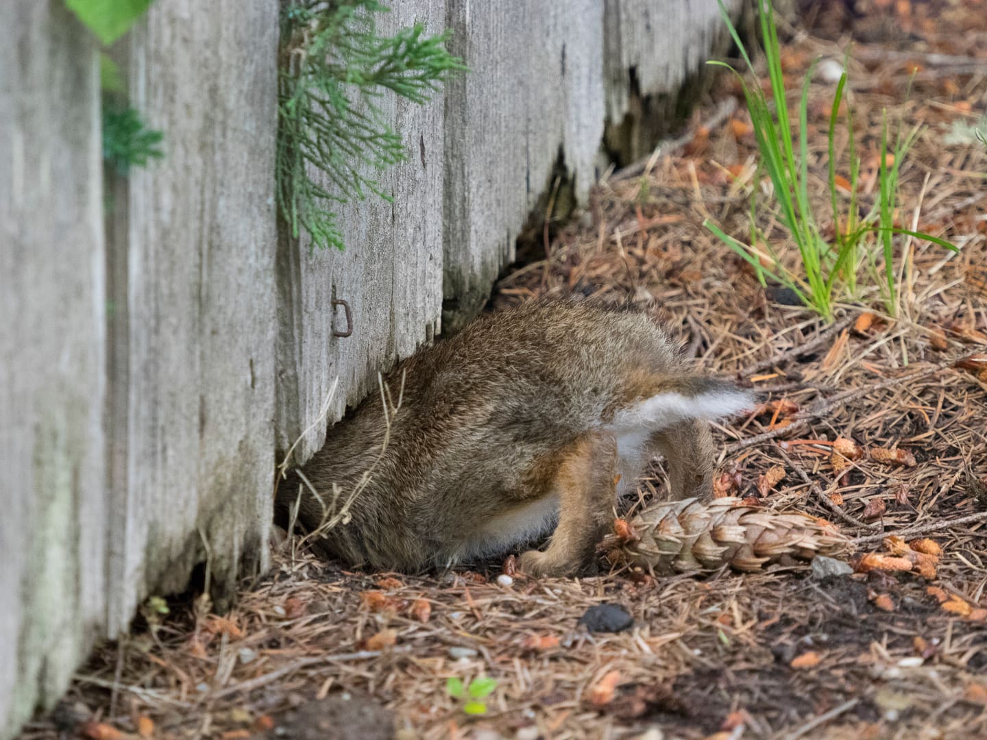 Eastern cottontail crawling under fence